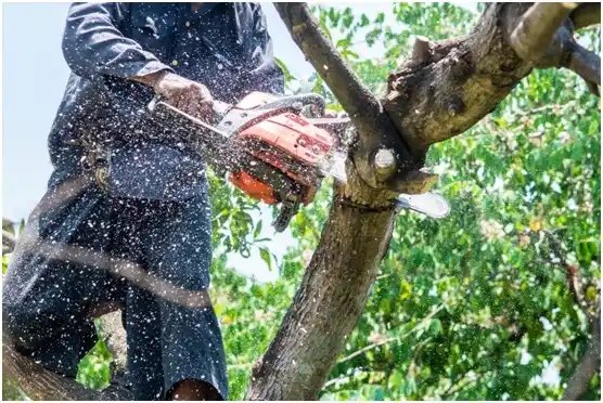 tree services South Burlington